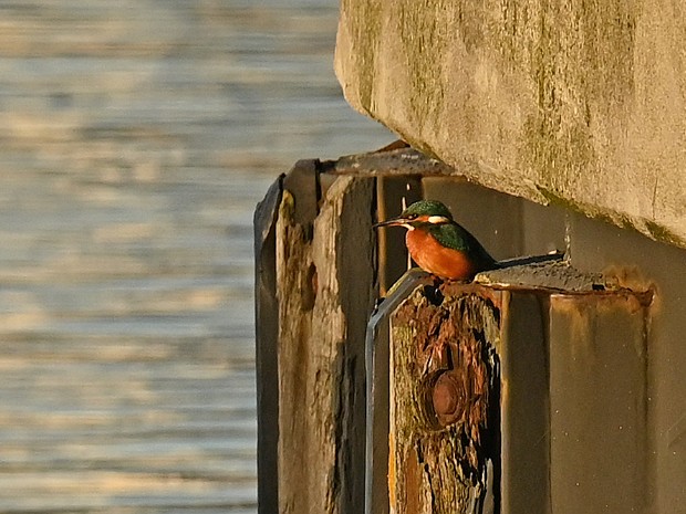 04-11-2024 IJsvogel Scheveningen