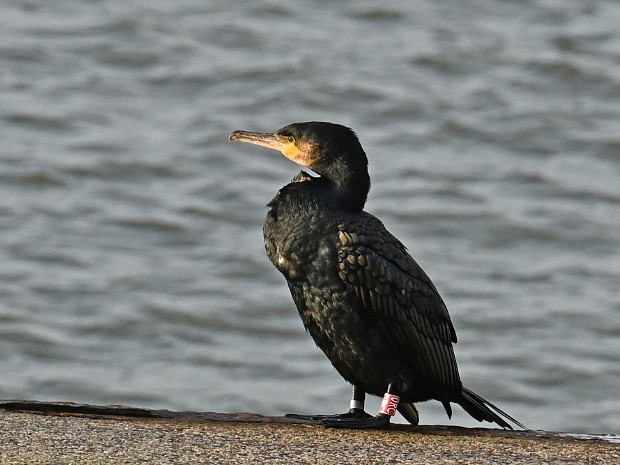 20-12-2024 Scheveningen