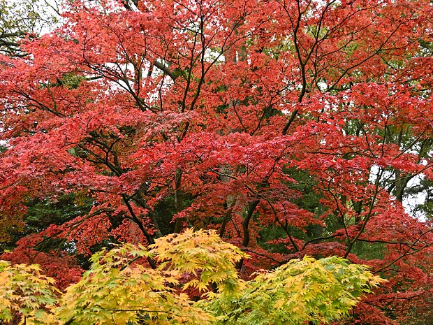 30-10-2024 Japanse Tuin