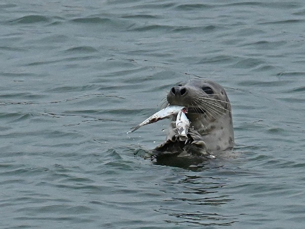 31-10-2024 Jagende Zeehond