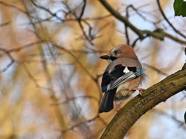 03-02-2025 Haagse Bos