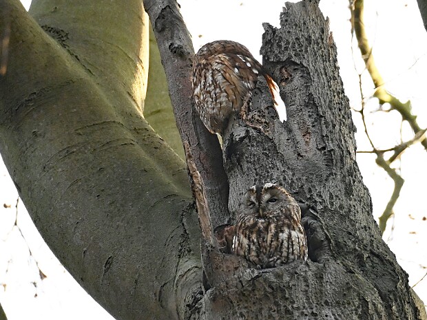 03-03-2025 Haagse Bos