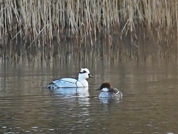 04-02-2025 Meijendel