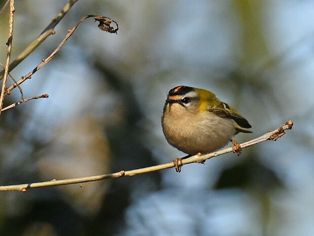 04-03-2025 Haagse Bos