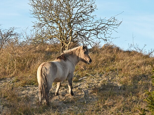 05-02-2025 Meijendel