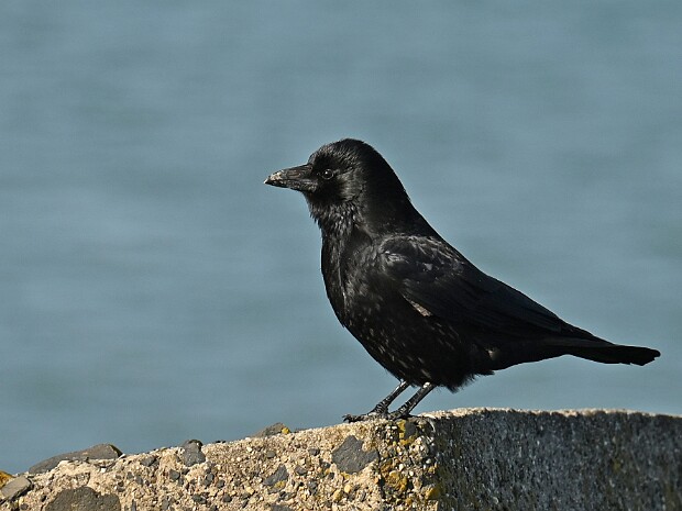 06-03-2025 Zuiderhavenhoofd en Haagse Bos