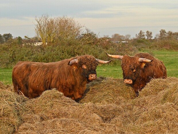 06-11-2025 Lentevreugd Wassenaar