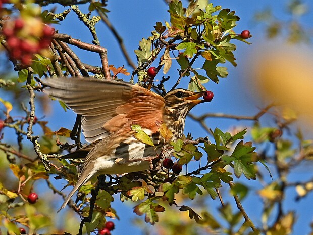 07-11-2025 Koperwieken en Bosuilen