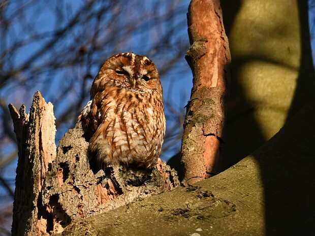 08-03-2025 Haagse Bos