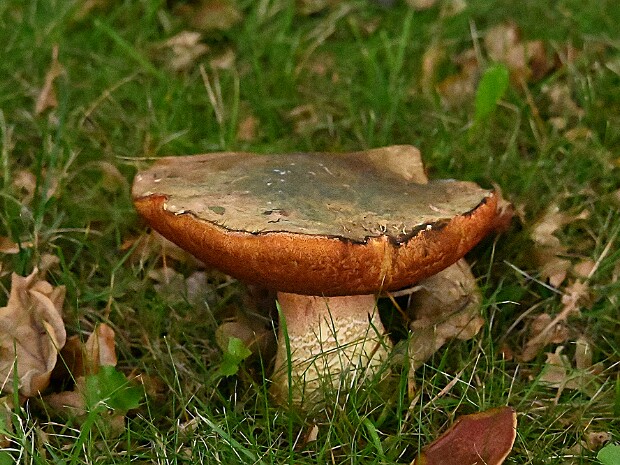 10-10-2025 Kasteelpark Duivenvoorde