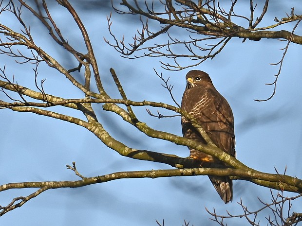 13-01-2025 Haagse Bos