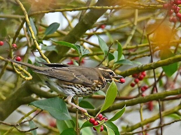 13-11-2025 Koperwieken