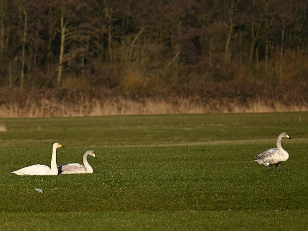 16-02-2025 Wassenaar