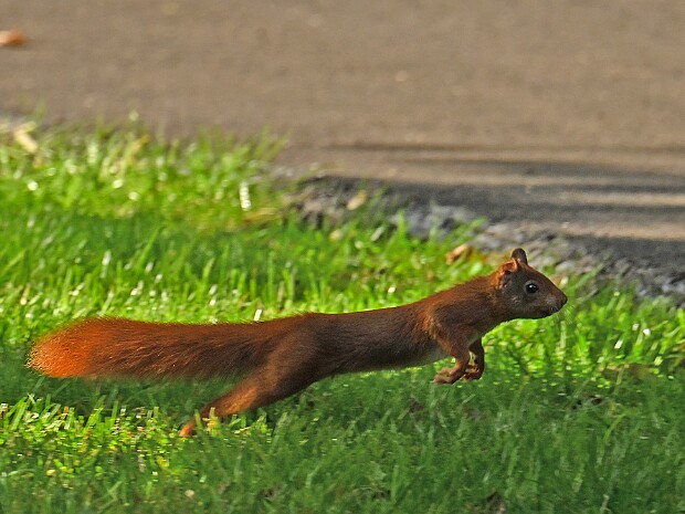 24-09-2025 Kasteelpark Duivenvoorde