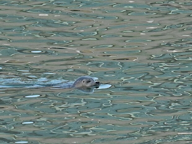 26-11-2025 Scheveningen Havens