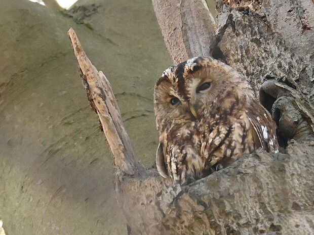 28-02-2025 Haagse Bos en Slechtvalk