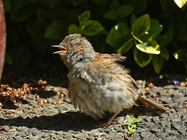 Natuur 2025-02