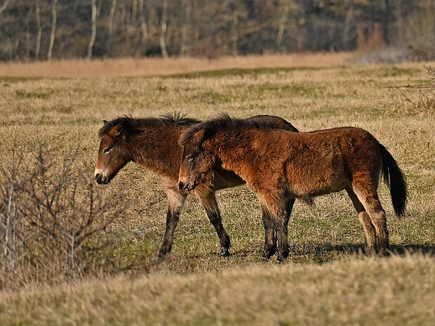 04-02-2026 Wassenaar Lentevreugd
