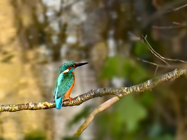 05-03-2026 Kasteelpark Duivenvoorde