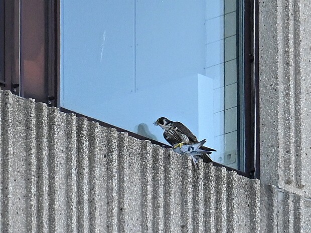 06-04-2026 Slechtvalkendag