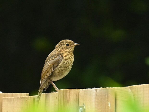 06-06-2026 Juveniele Roodborst