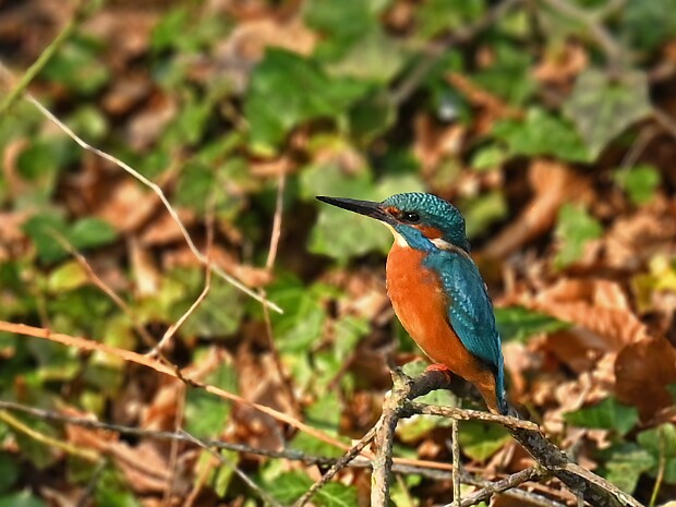 09-03-2026 IJsvogels Duivenvoorde