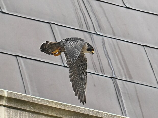 10-04-2026 L'dam en Harstenhoek