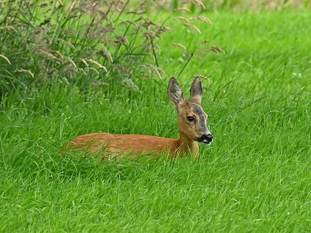 14-06-2026 Duivenvoordse Polder ea