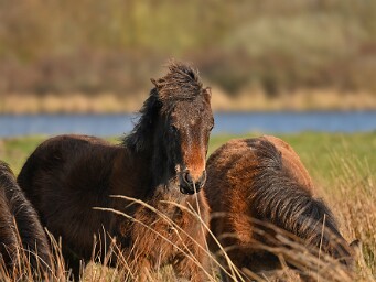 16-03-2026 Lentevreugd