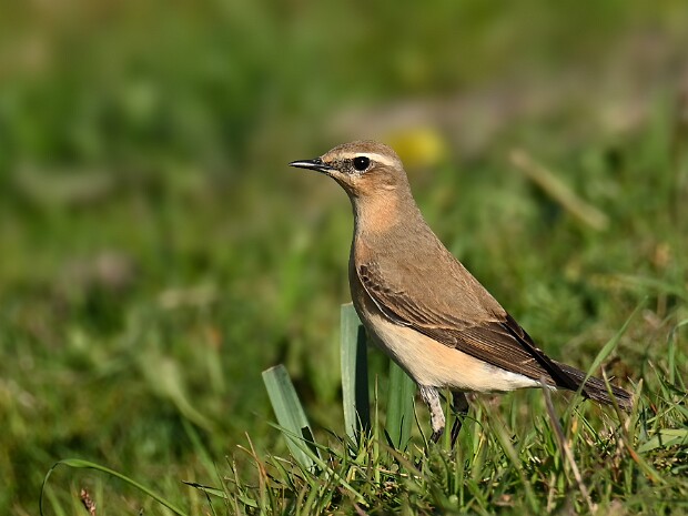 16-04-2026 Lentevreugd