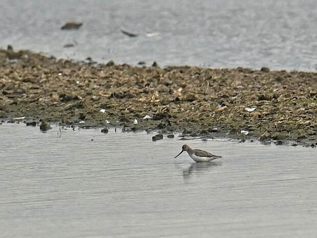 16-05-2026 Terekruiter en meer