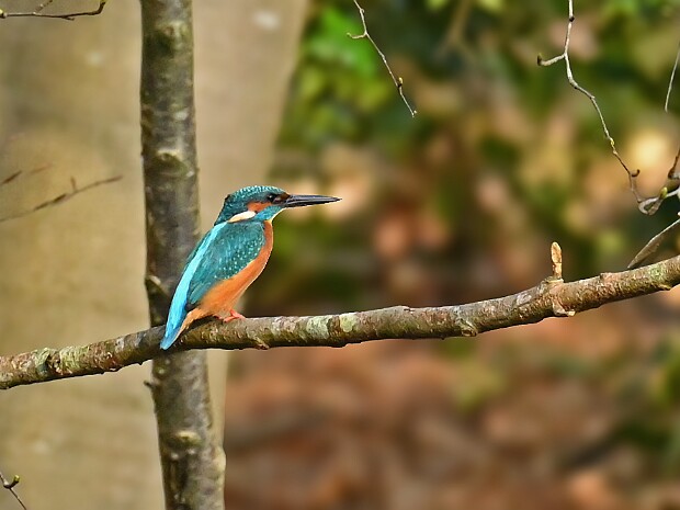 17-03-2026 IJsvogels Duivenvoorde