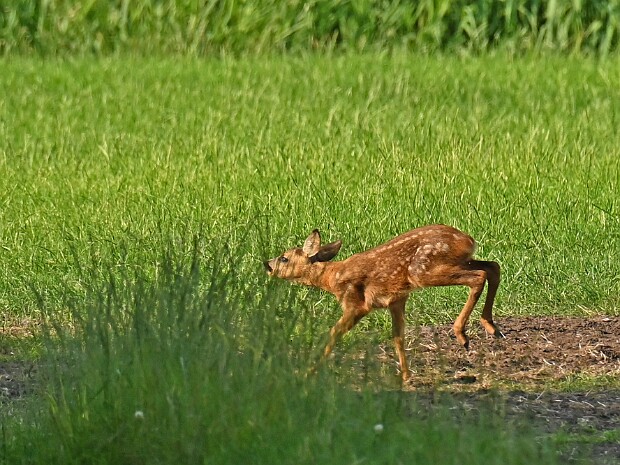 19-06-2026 Reeën Voorschoten