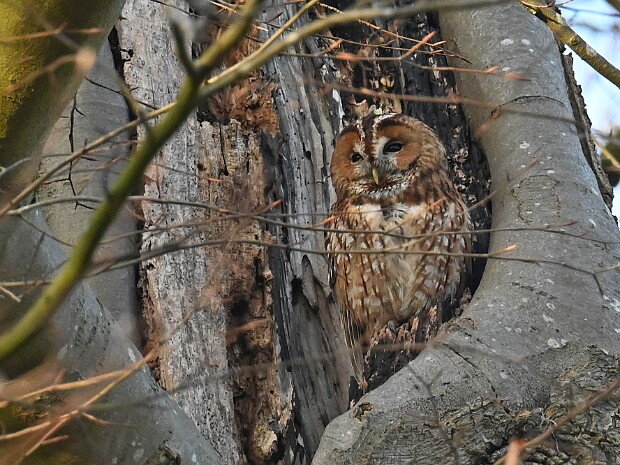 20-01-2026 Wassenaar Lentevreugd