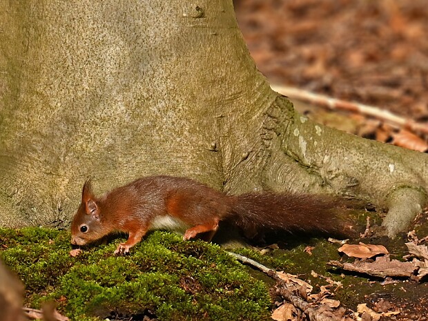 20-03-2026 Kasteelpark Duivenvoorde