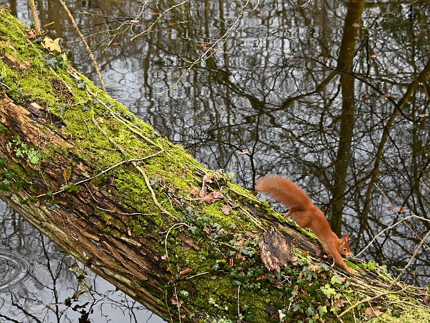 24-02-2026 Haagse Bos